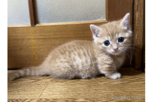 販売中の千葉県のマンチカン(短足)-116850の2枚目